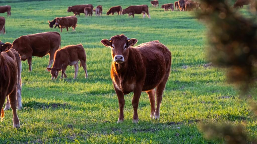 Vacas y terneros marrones pastando en un prado verde de bosque.