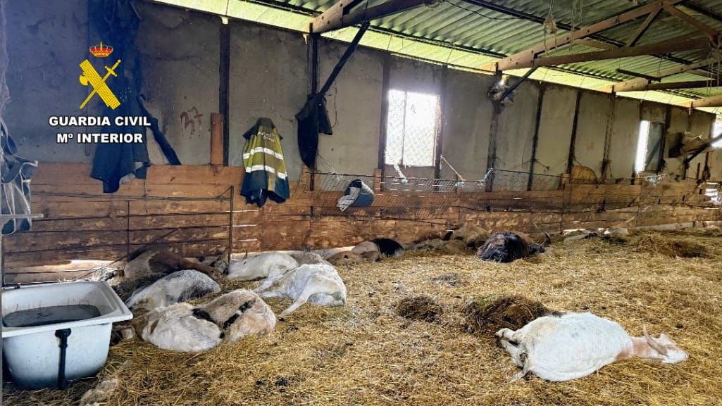 La explotación en Trives en la que se encontraron los animales muertos. 