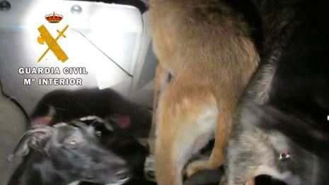 Los perros utilizados para esta caza furtiva