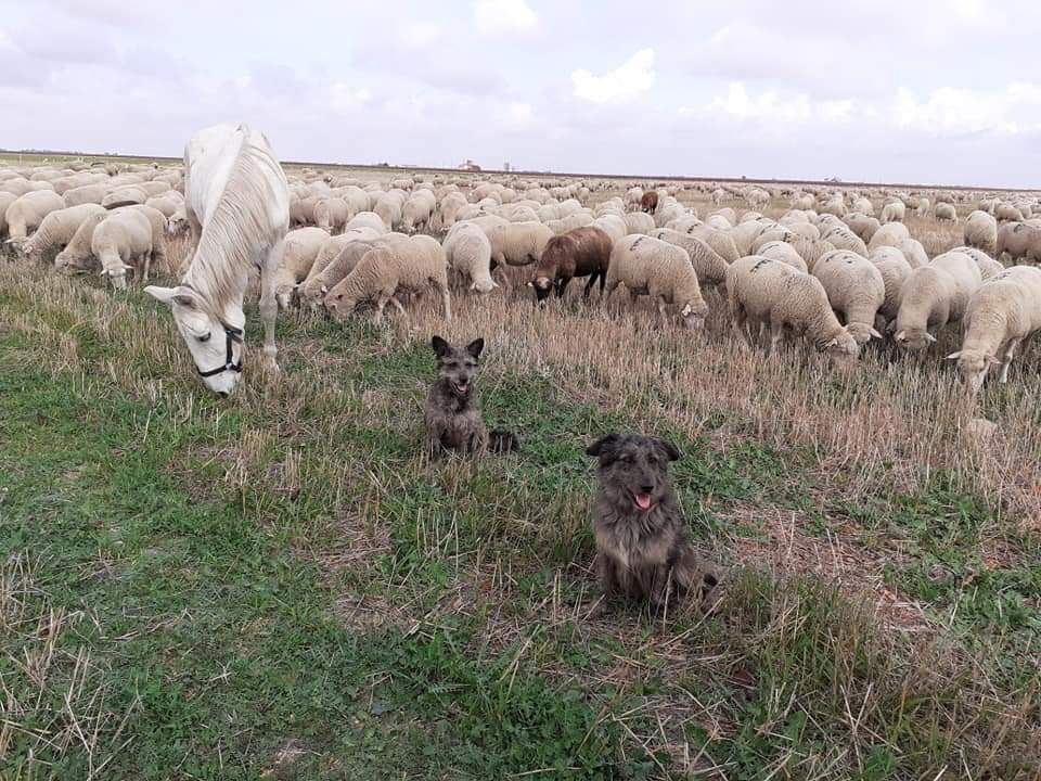 Los perros que le ayudan a guiar a las 1.600 ovejas.