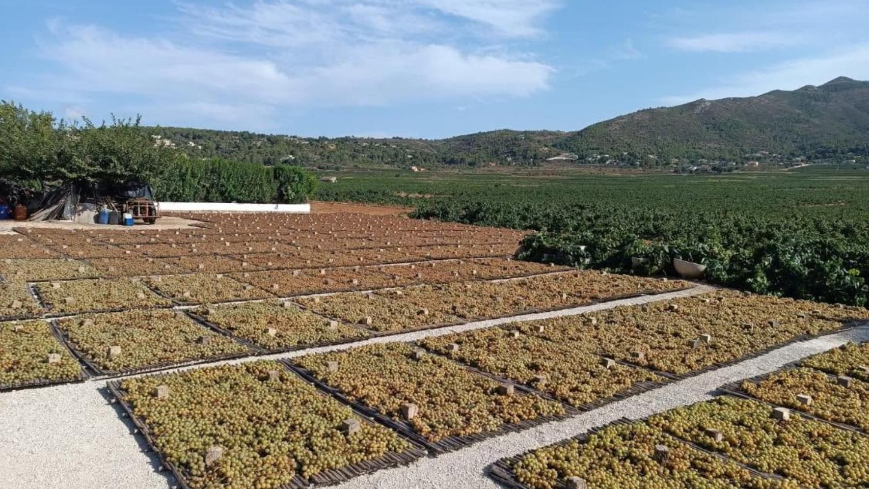 Producció de raïm de 'Fruits Secs La Pansa'