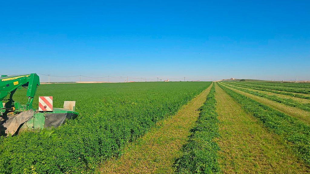 Imagen de alguna de las tierras de Rodrigo en la provincia de Valladolid.