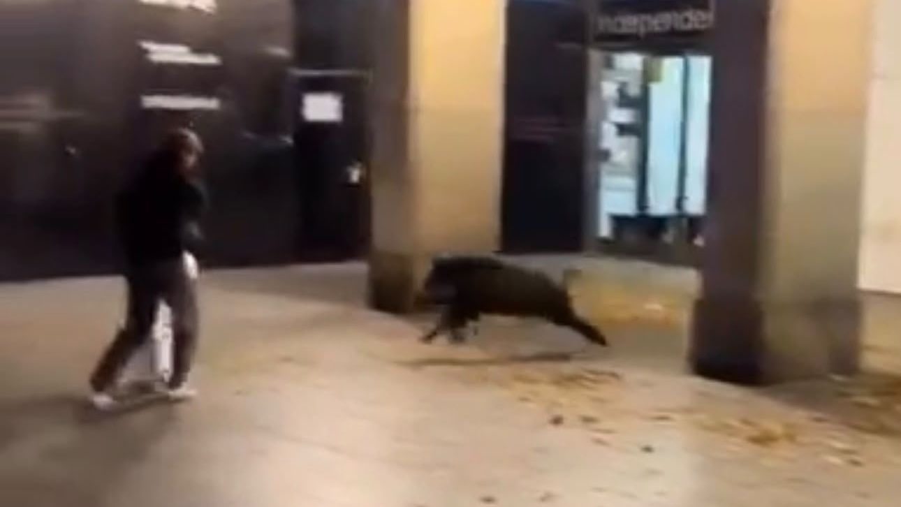 Un jabalí siembra el caos en pleno centro de Zaragoza.