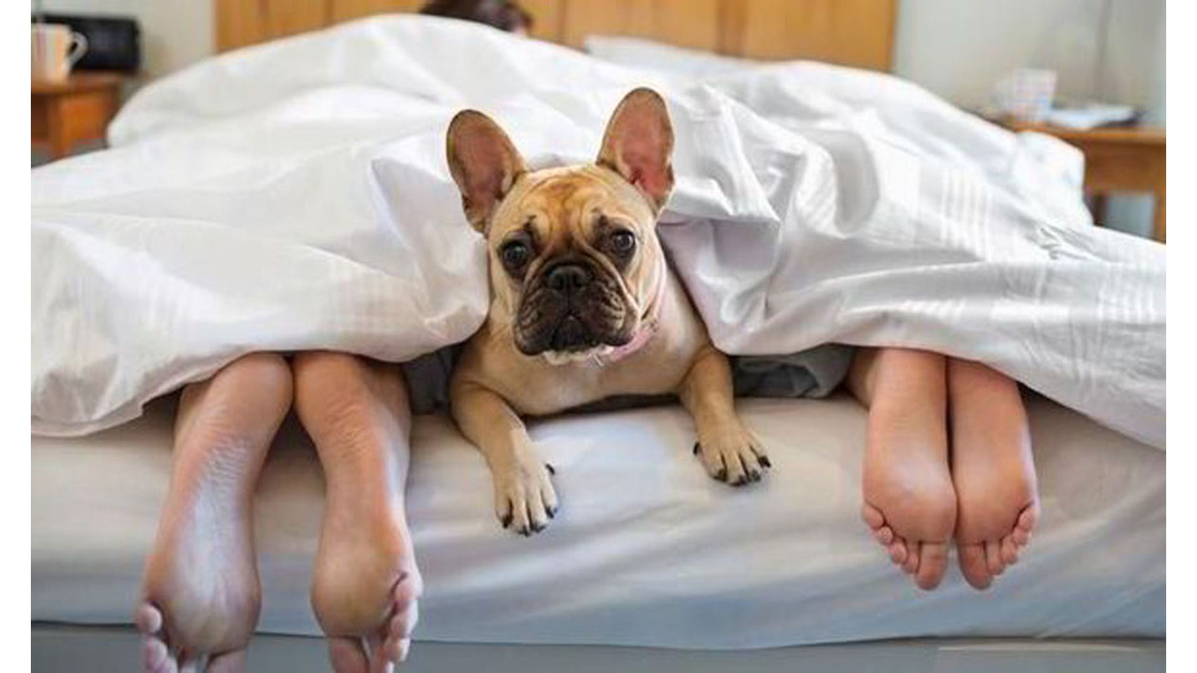 Hoteles de montaña y… ¡puedo ir con mi perro!
