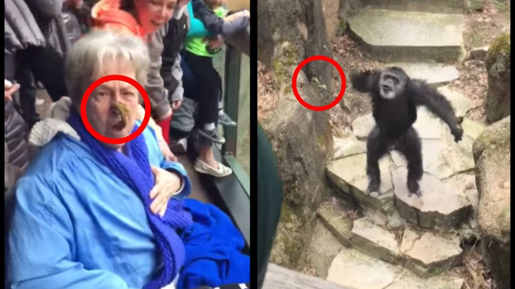 La desafortunada visita de una anciana al zoo.