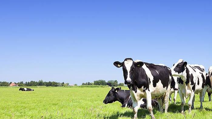 Imagen de unas vacas pastando.