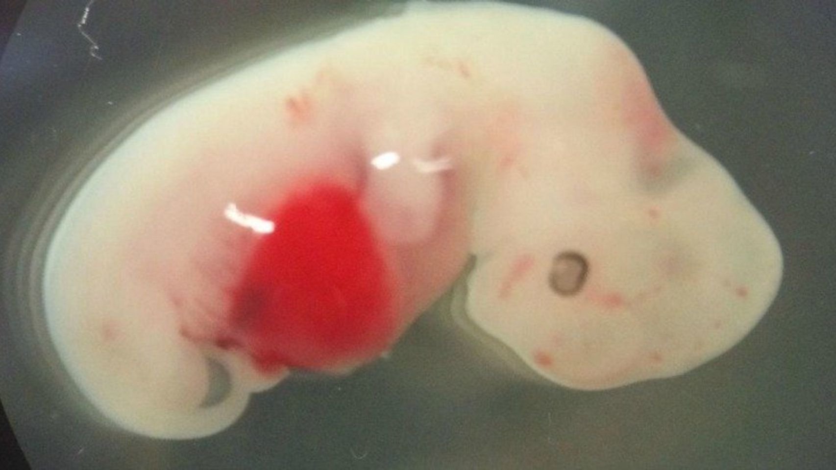 Japón aprueba los híbridos entre humanos y animales ¿el futuro de la humanidad?