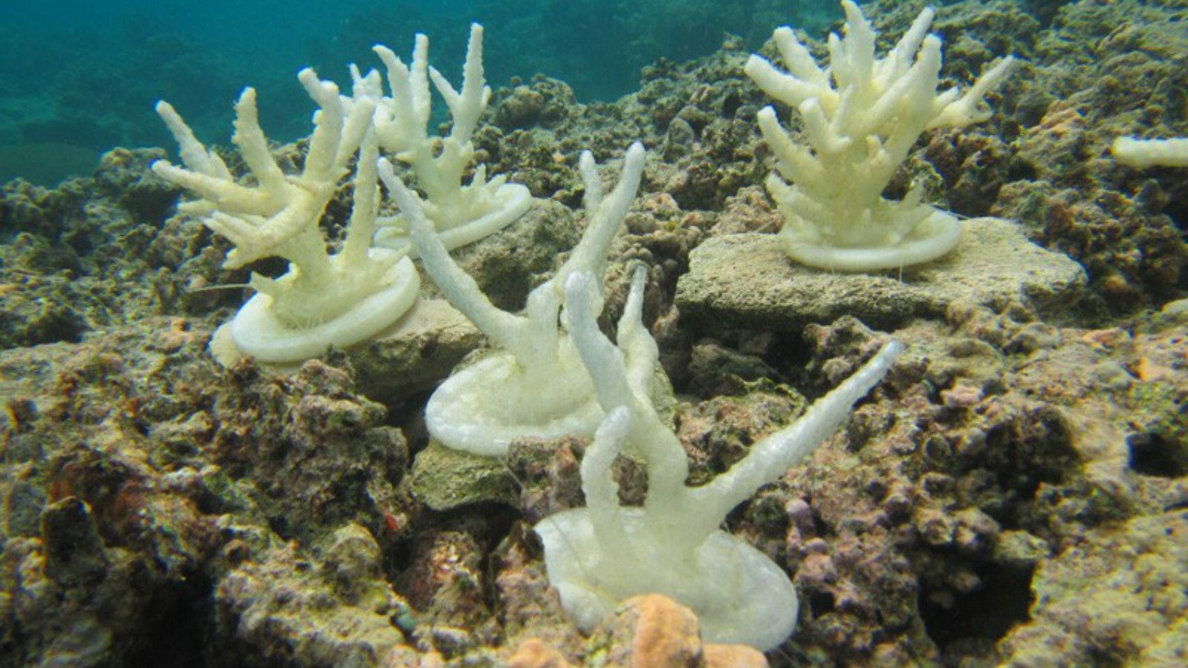 Corales impresos en 3D