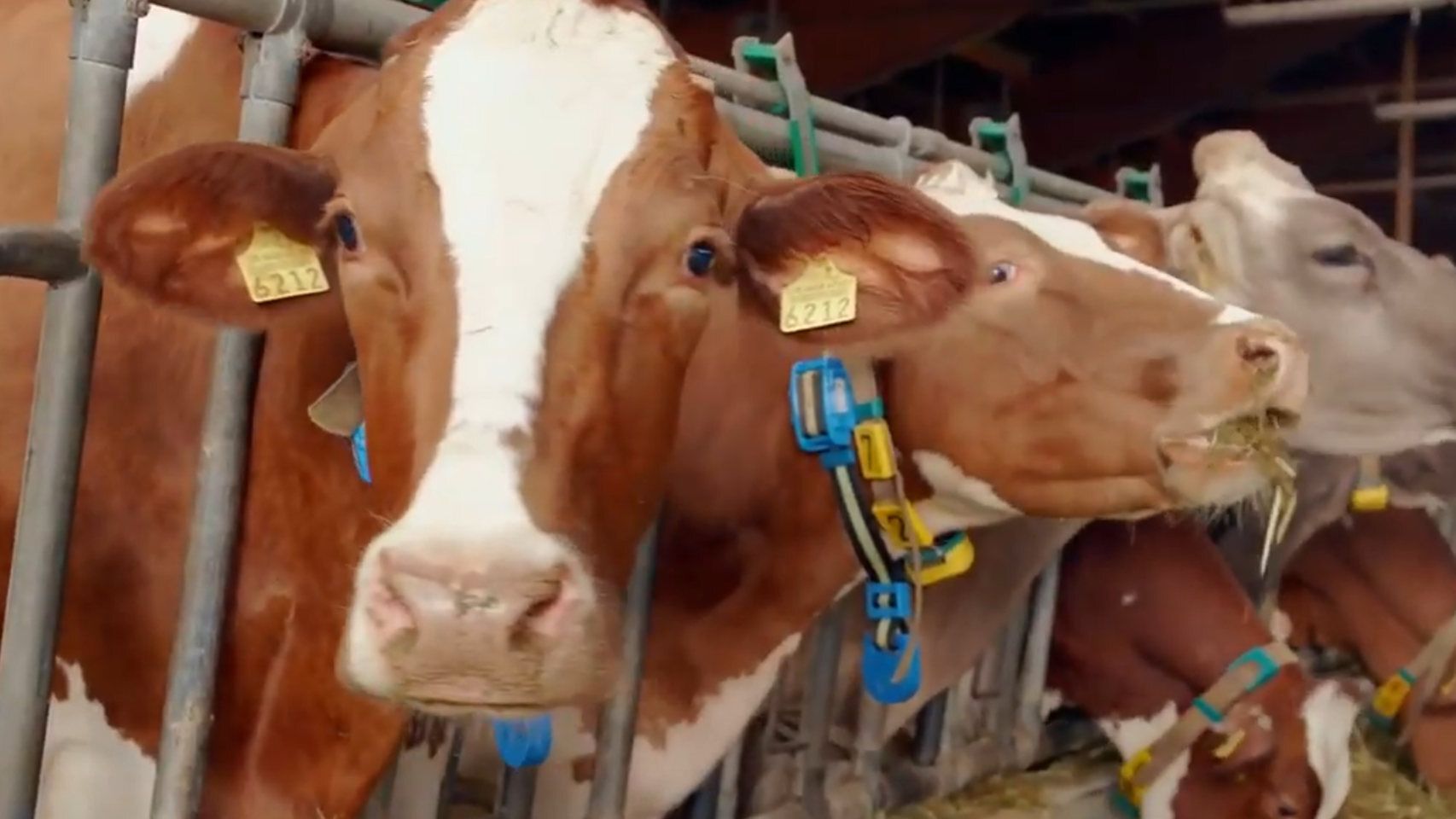 Vacas con los dispositivos wearables con 5G de Huawei