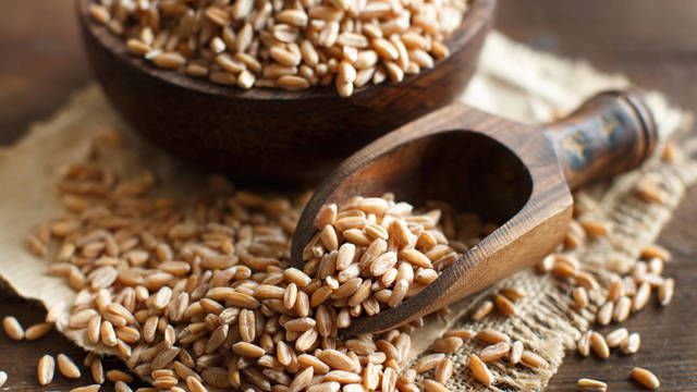 Espelta en grano.