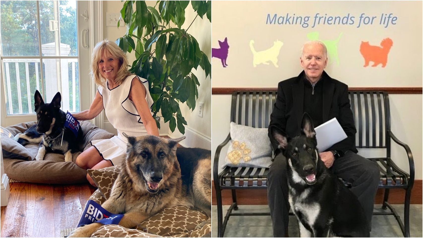 Joe y Jill Biden junto a Champ y Major, sus pastores alemanes.