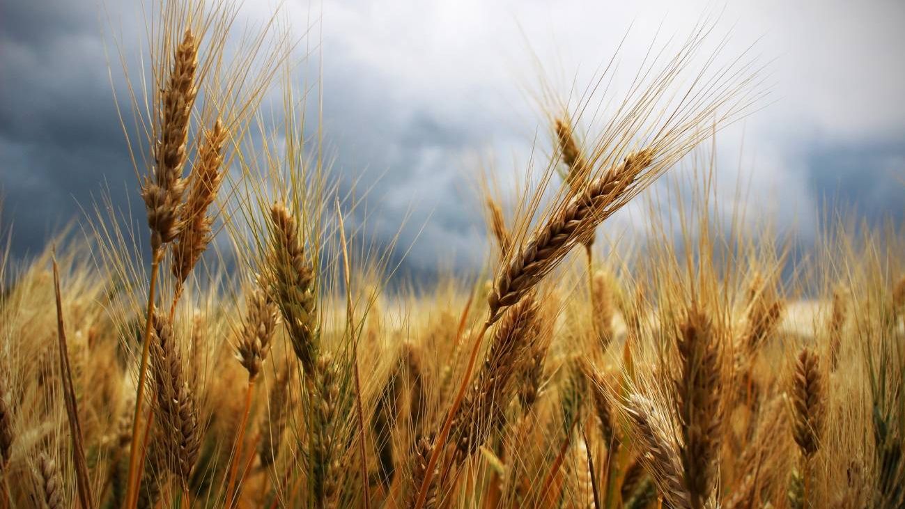 Espigas en un campo de cultivo de trigo.