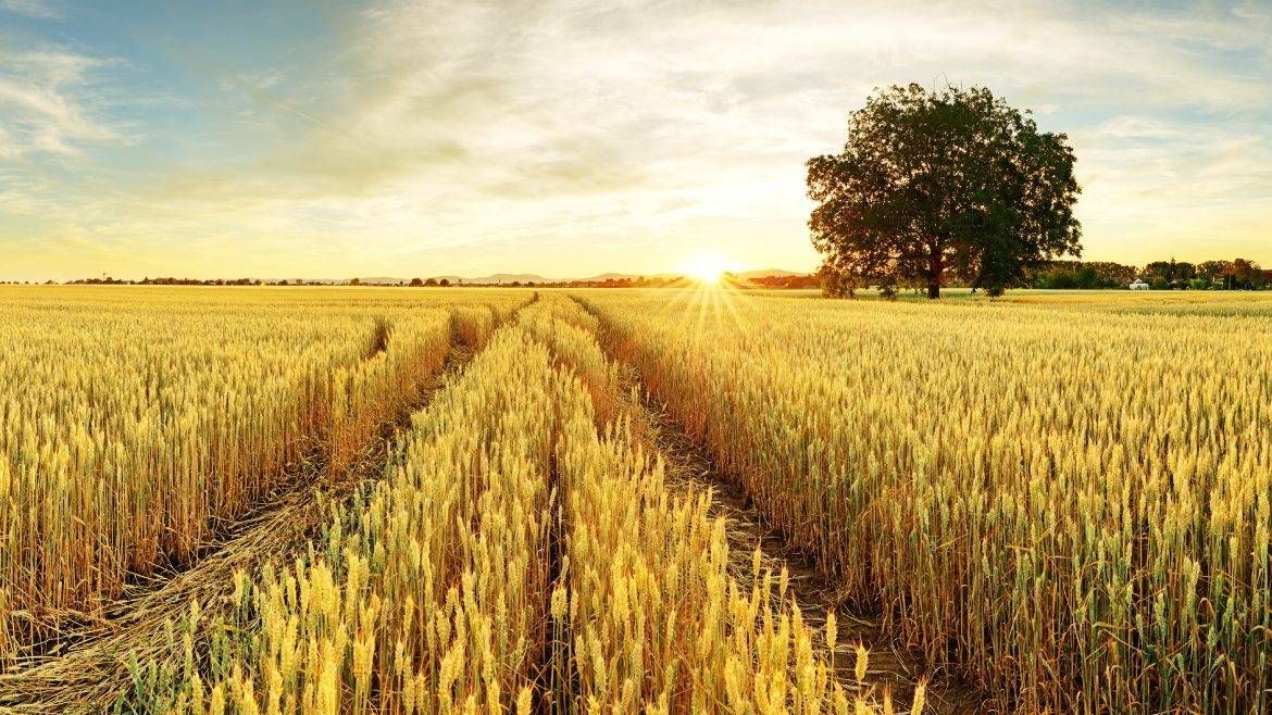 Campo de cereales en Castilla-La Mancha. Foto: Globalcaja