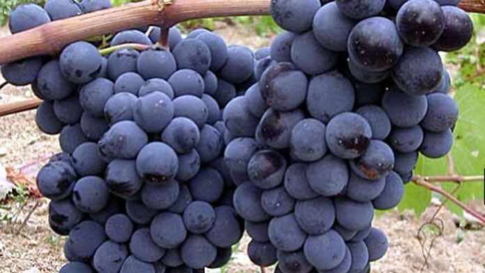 zamora vino arribes del duero (1)