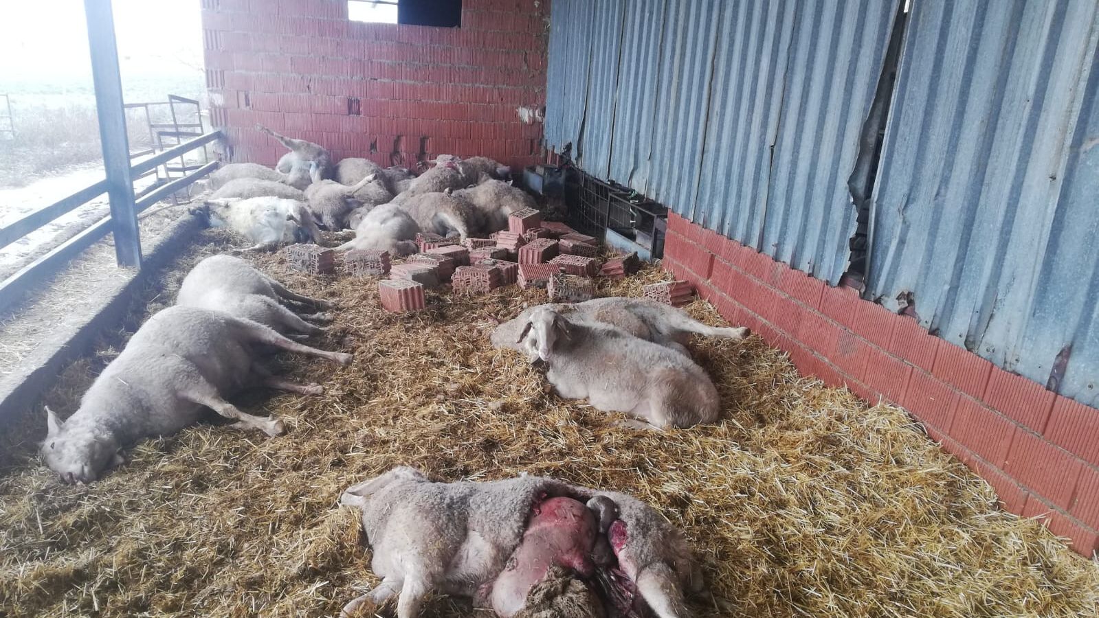 Brutal ataque de lobos en una explotación ganadera de Zamora con medio centenar de ovejas muertas 2