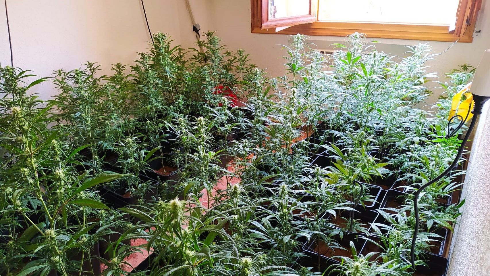 Una plantación de marihuana