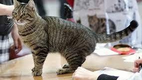 Gato