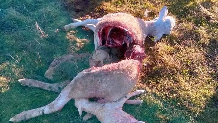 Imagen de archivo de una oveja tras el ataque de un lobo.
