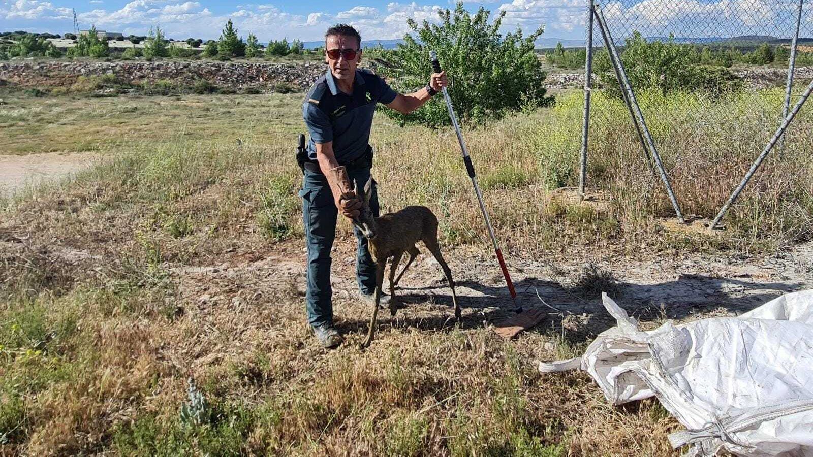 Momento en el que un agente saca al corzo de la balsa de purines en Soria.